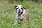 BULLDOG ANGLAIS 003